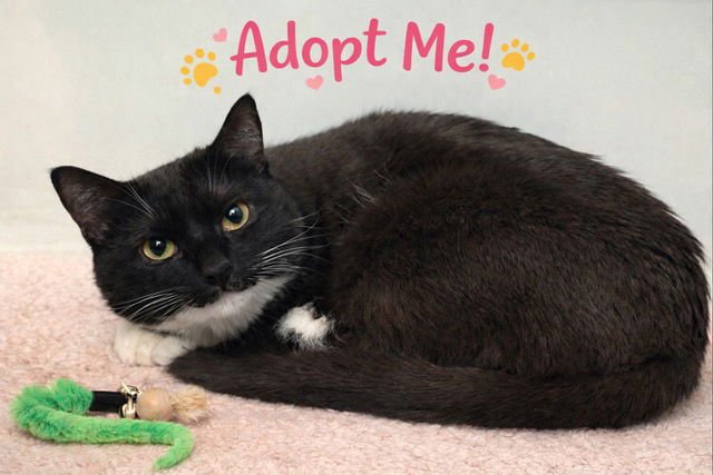 WINTER KITTEN - Domestic Short Hair available for adoption