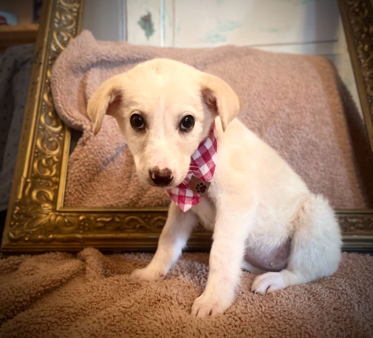 ELLA LONESTAR - Labrador Retriever available for adoption