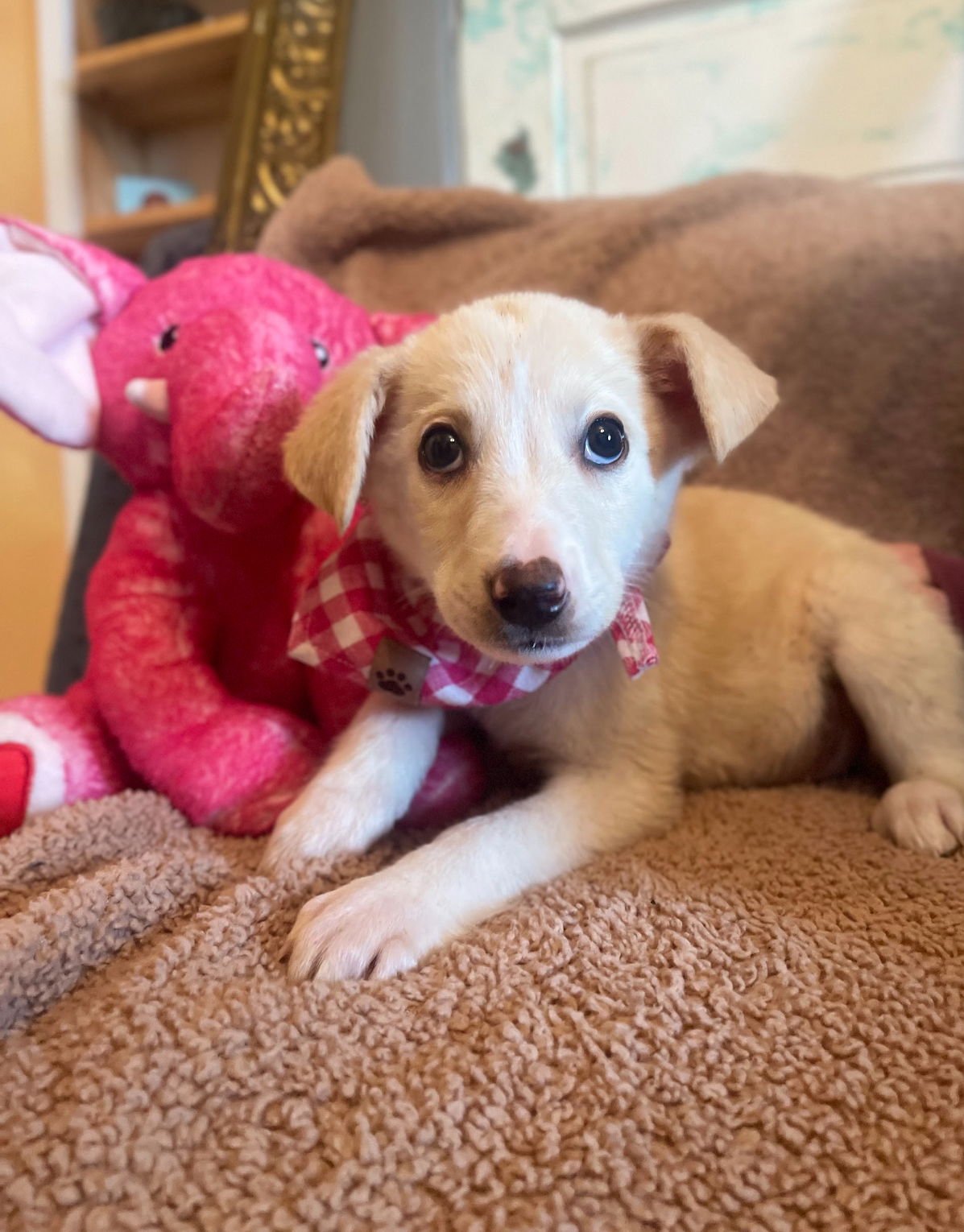 ELLA LONESTAR - Labrador Retriever available for adoption