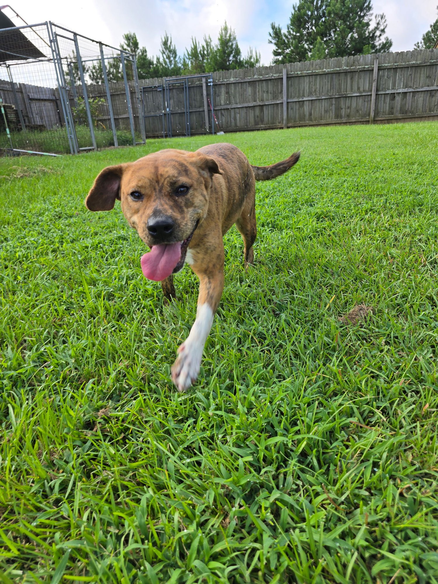 MAISEY DIXON - Plott Hound / American Bulldog available for adoption