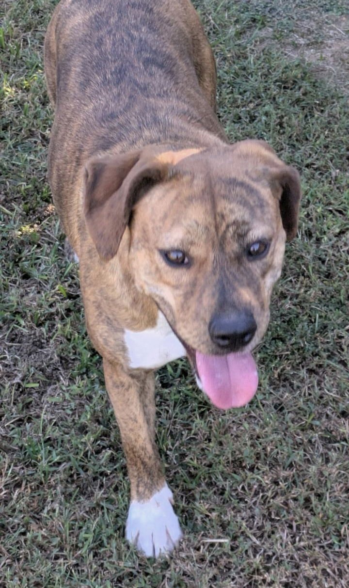 MAISEY DIXON - Plott Hound / American Bulldog available for adoption