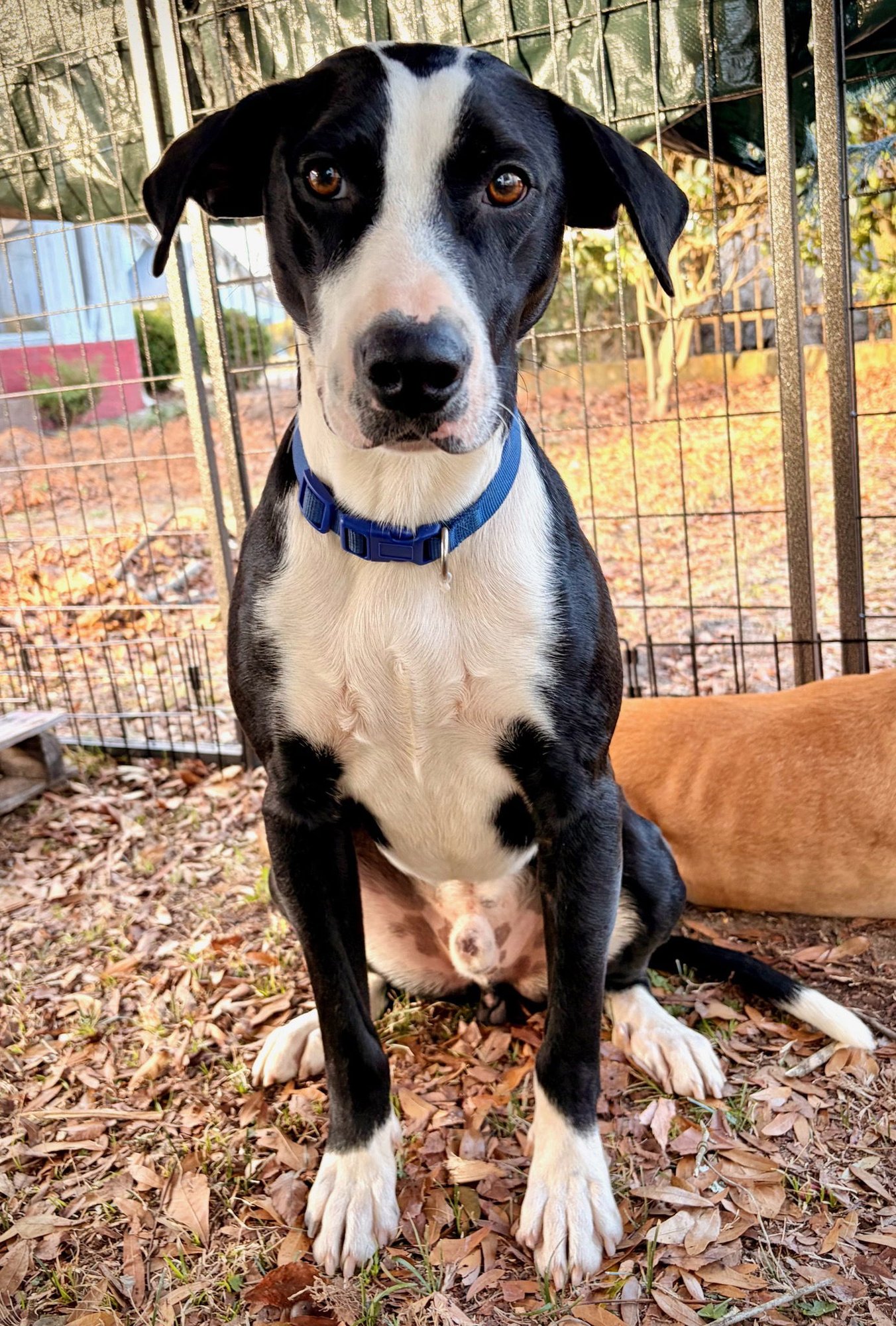 TUCKER DIXON - Hound available for adoption