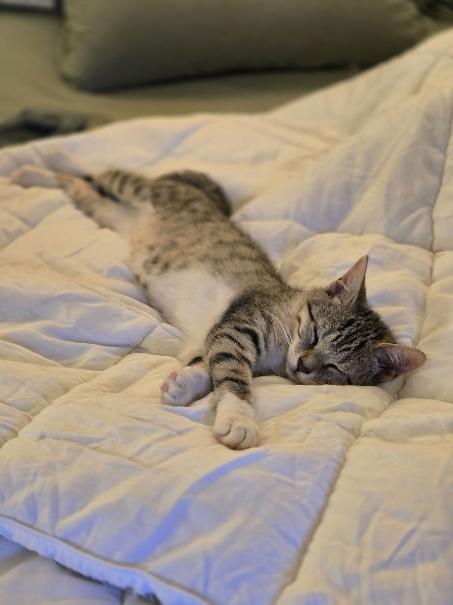 ALEIYAH KITTEN - Domestic Short Hair available for adoption