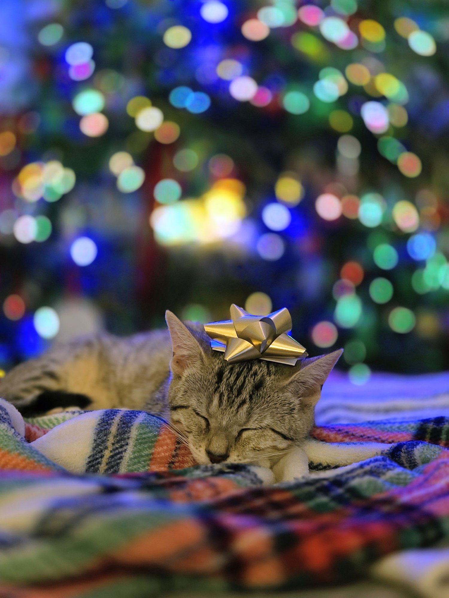 ALEIYAH KITTEN - Domestic Short Hair available for adoption