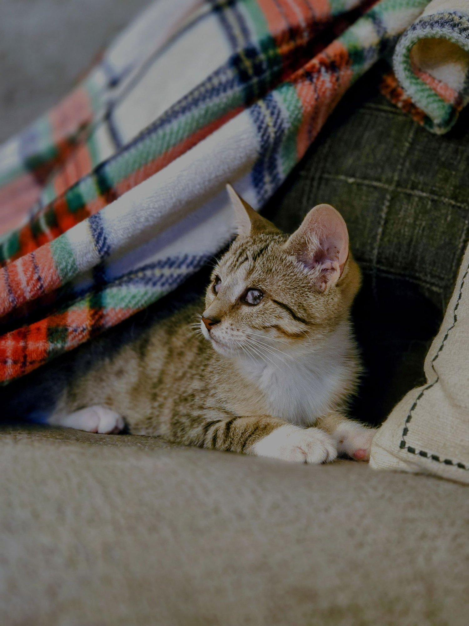 Aleiyah KITTEN - Photo 11