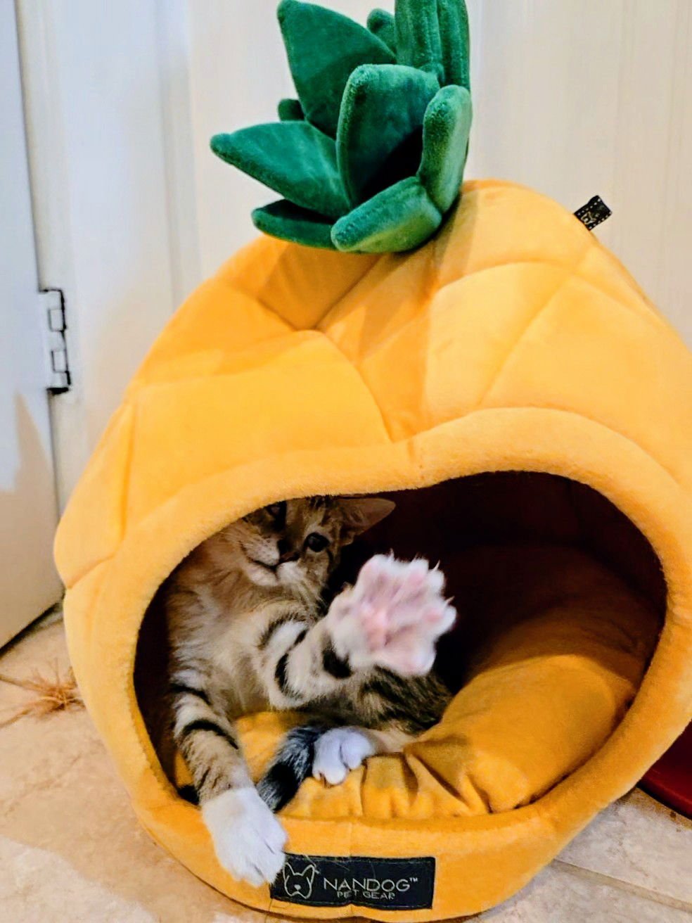 Aleiyah KITTEN - Photo 12