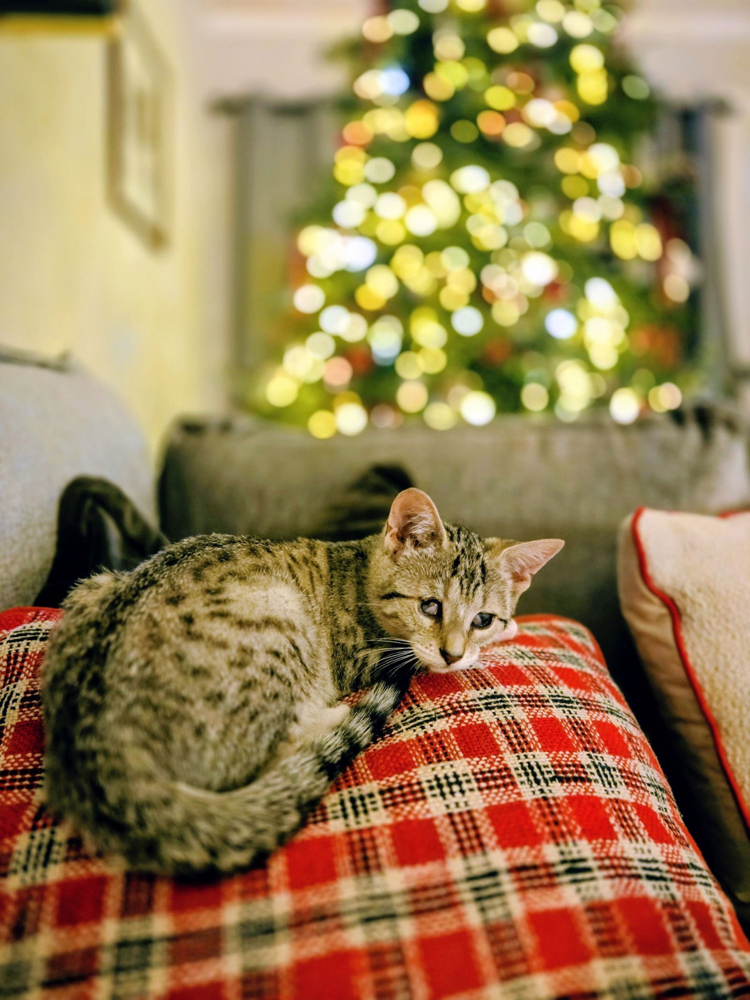 Aleiyah KITTEN - Photo 3