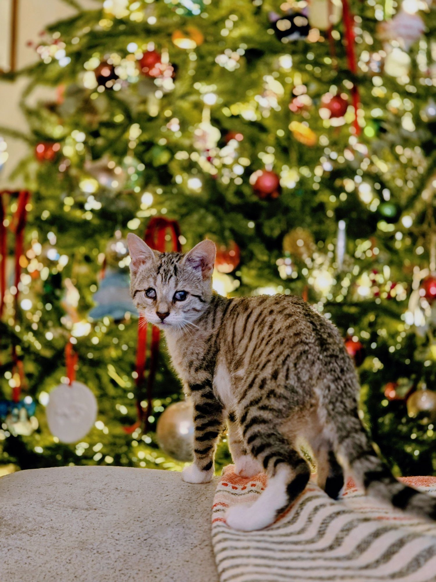 Aleiyah KITTEN - Photo 4