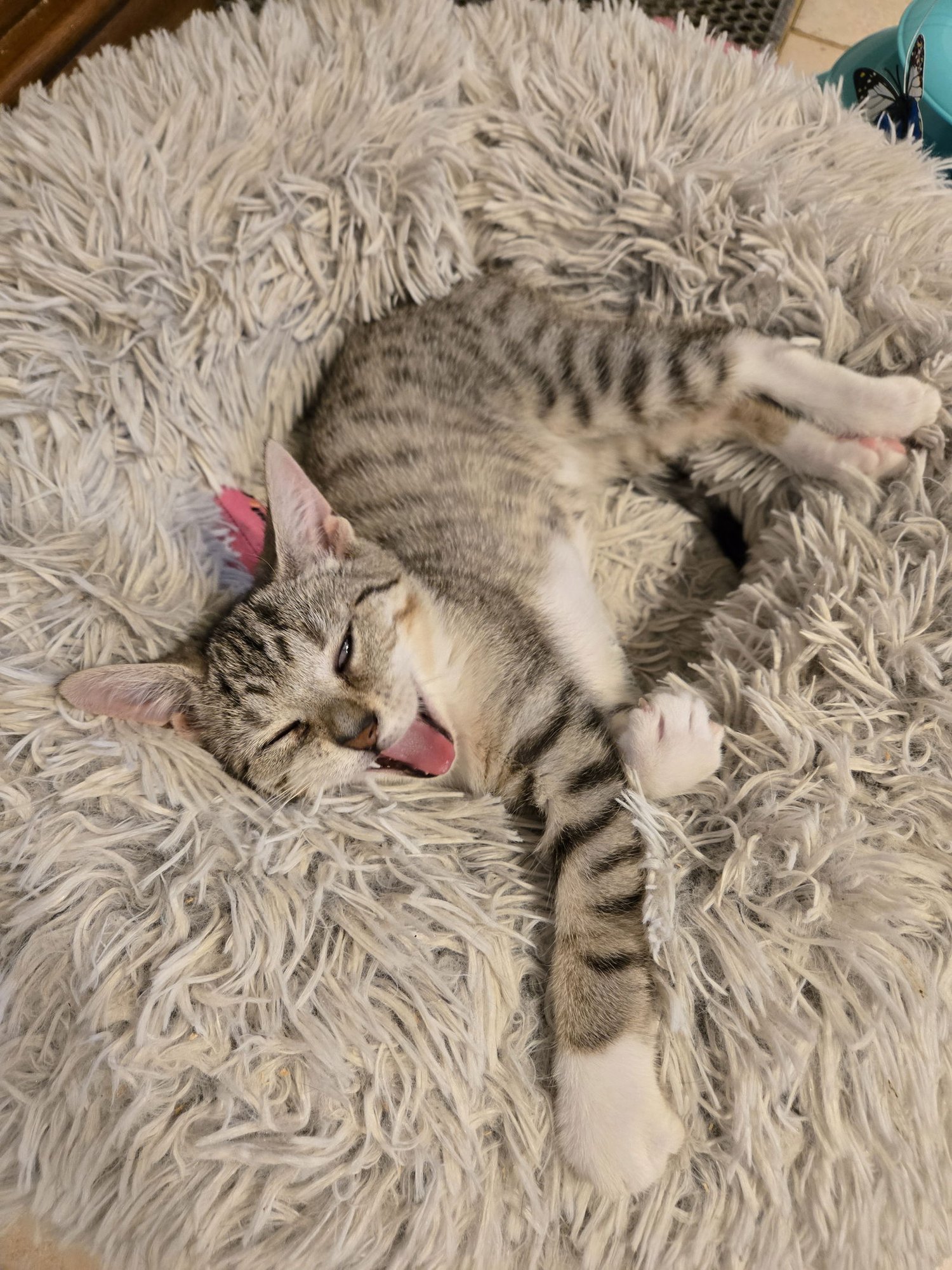 Aleiyah KITTEN - Photo 6