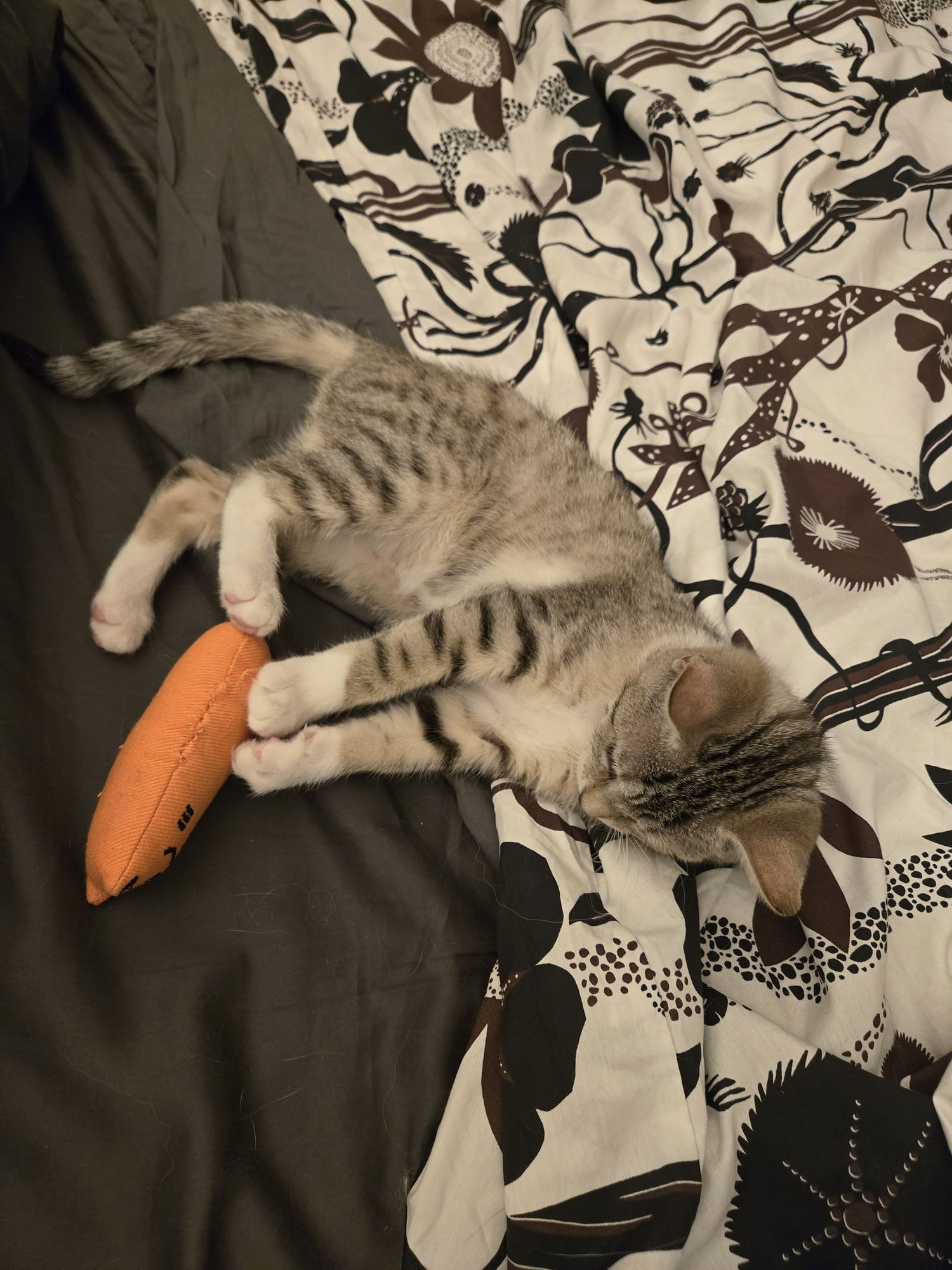 Aleiyah KITTEN - Photo 7