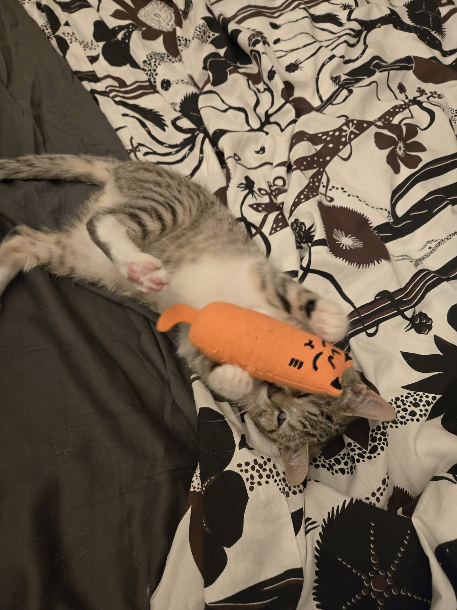 Aleiyah KITTEN - Photo 8