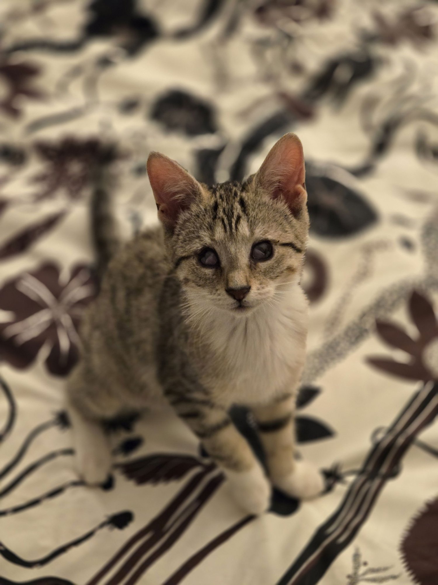 Aleiyah KITTEN - Photo 9