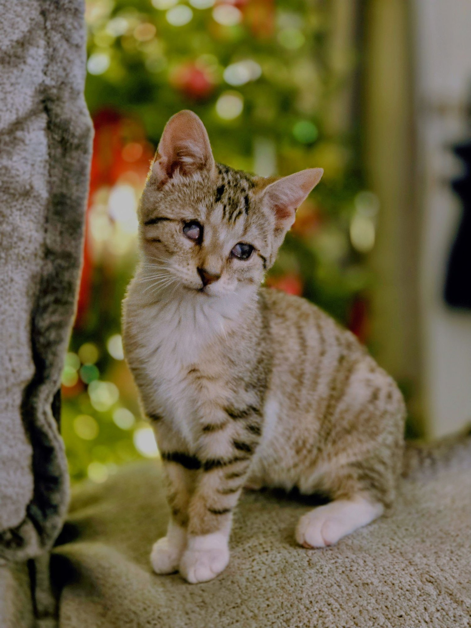 Aleiyah KITTEN - Photo 10