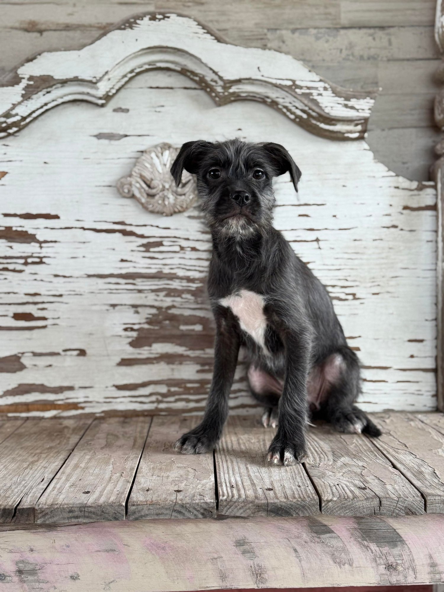 GRACIE ROGERS - Schnauzer available for adoption