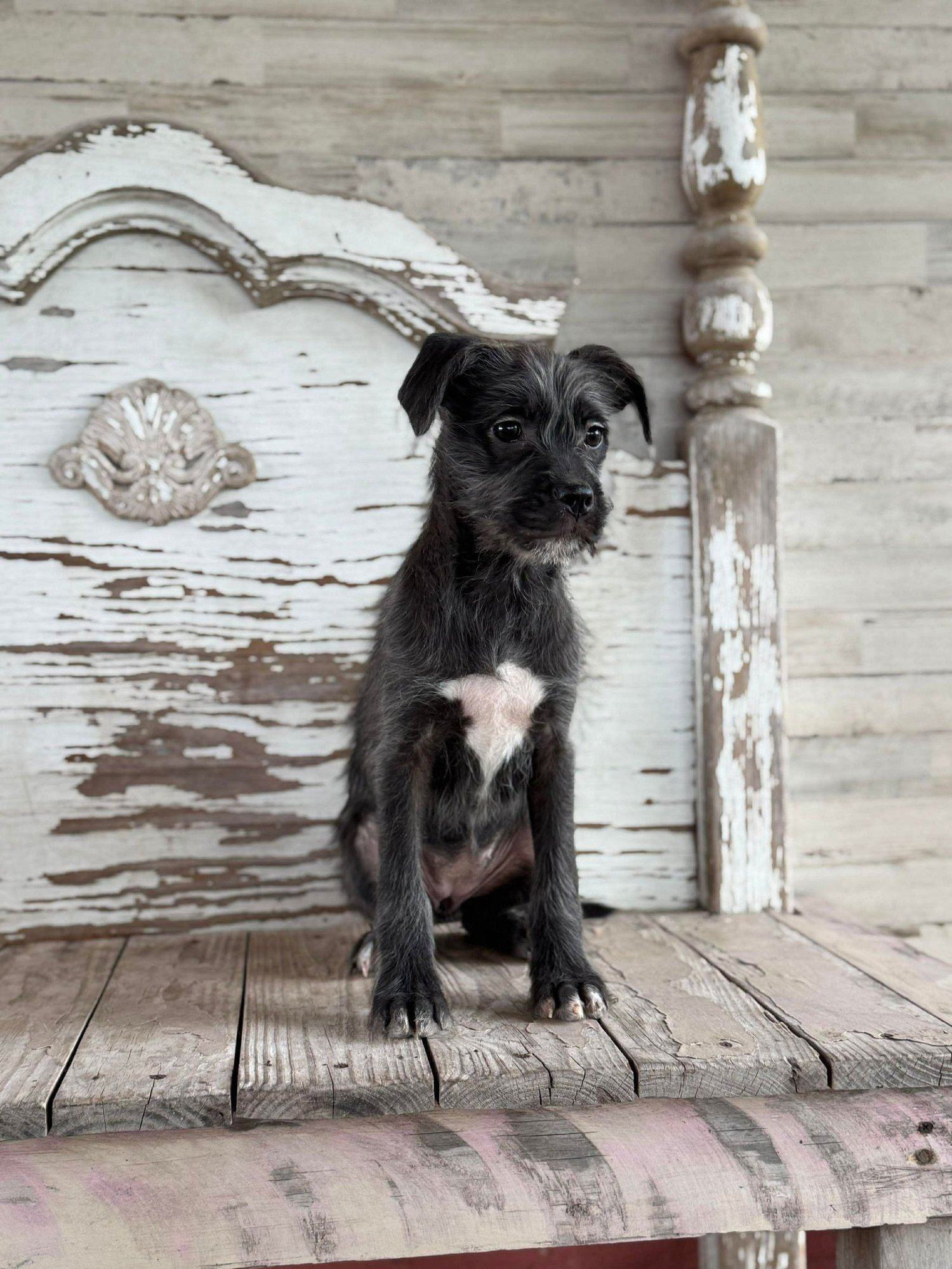 GRACIE ROGERS - Schnauzer available for adoption