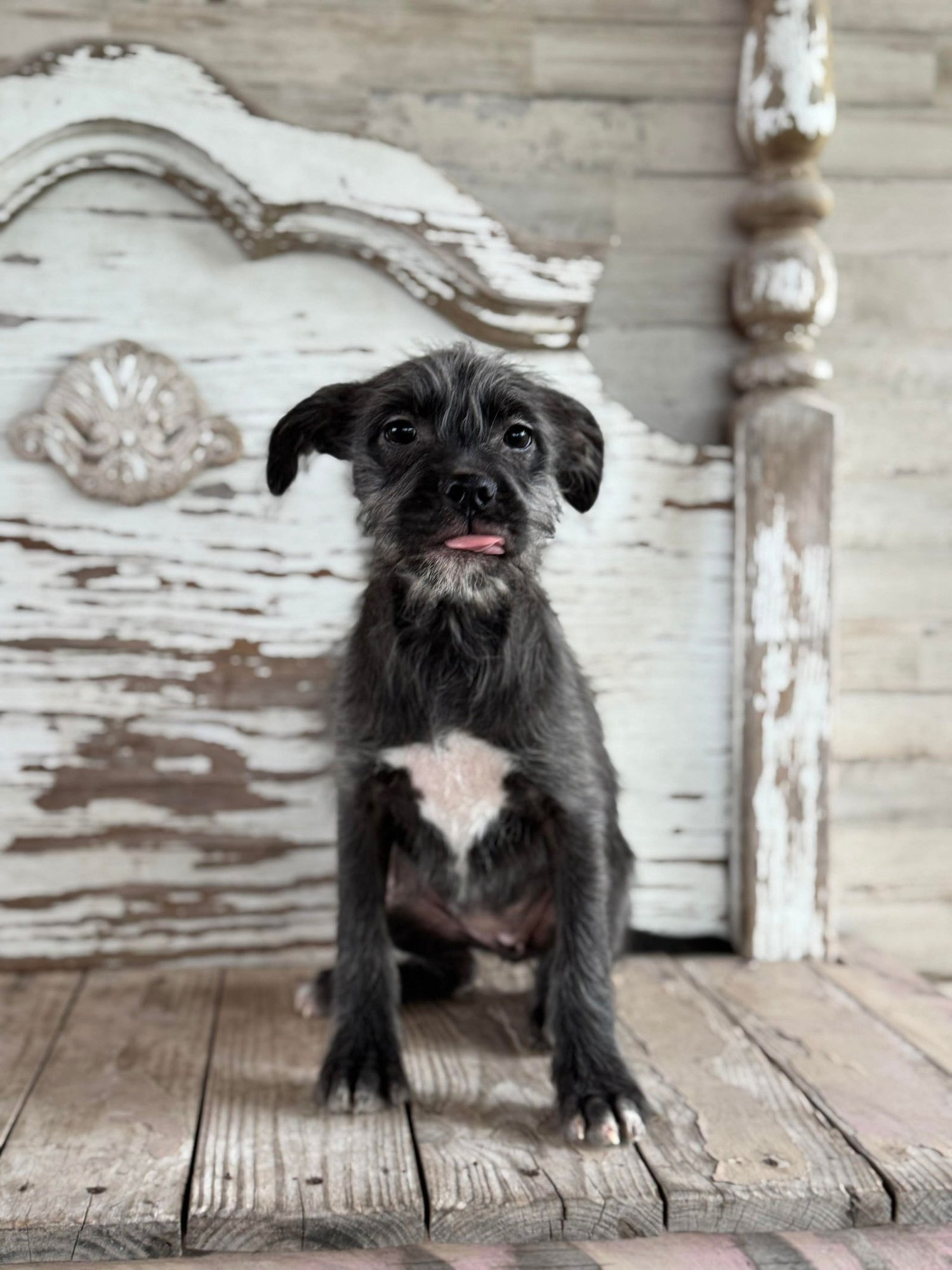 Gracie Rogers - Photo 3