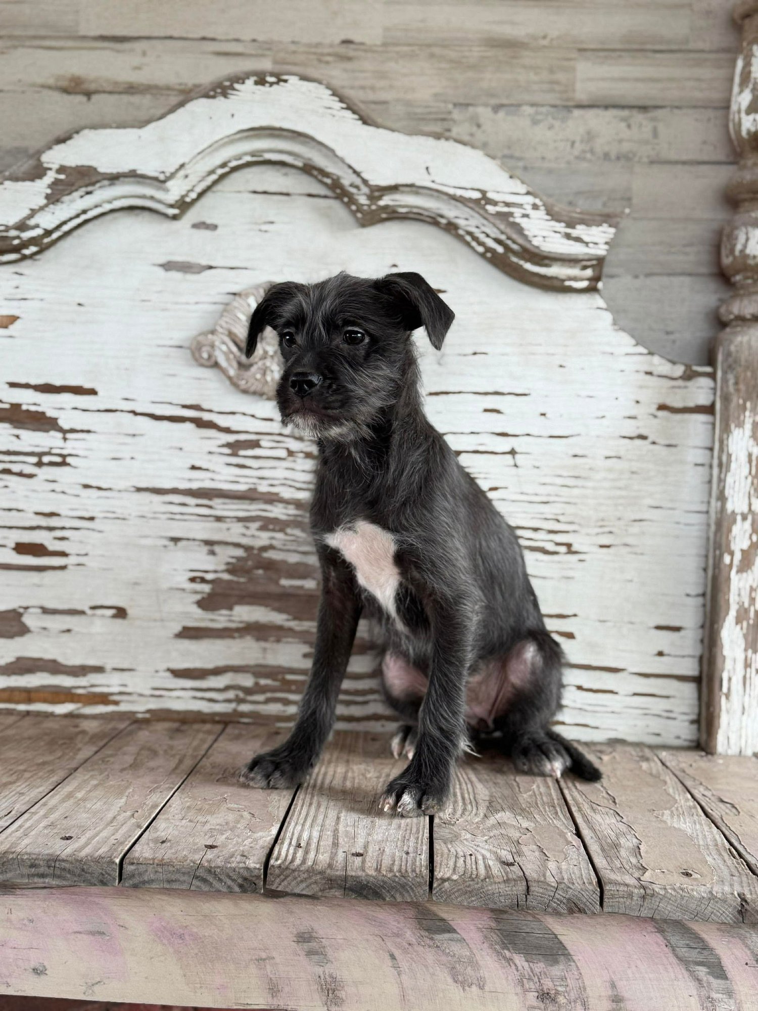 Gracie Rogers - Photo 4