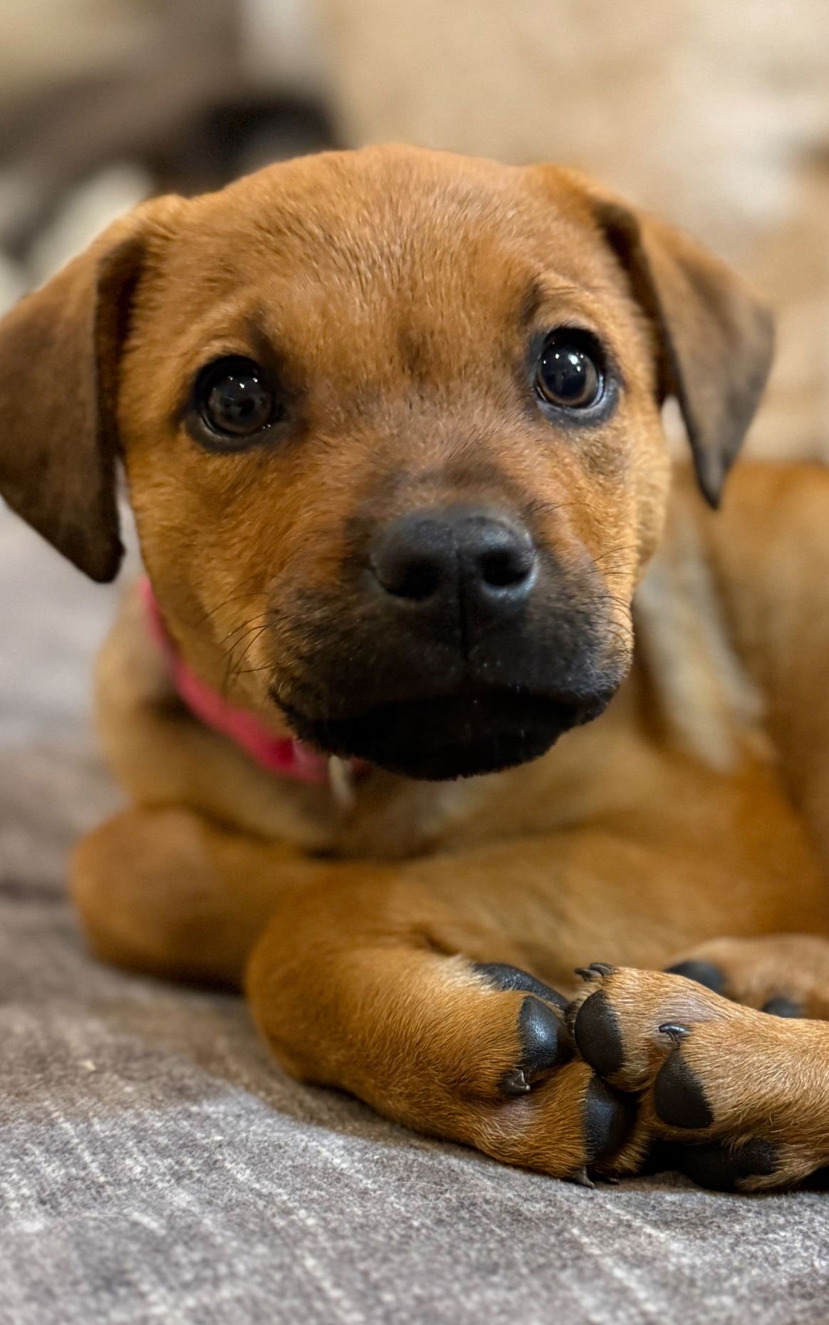 AVERY GRACE LONESTAR - Rhodesian Ridgeback available for adoption