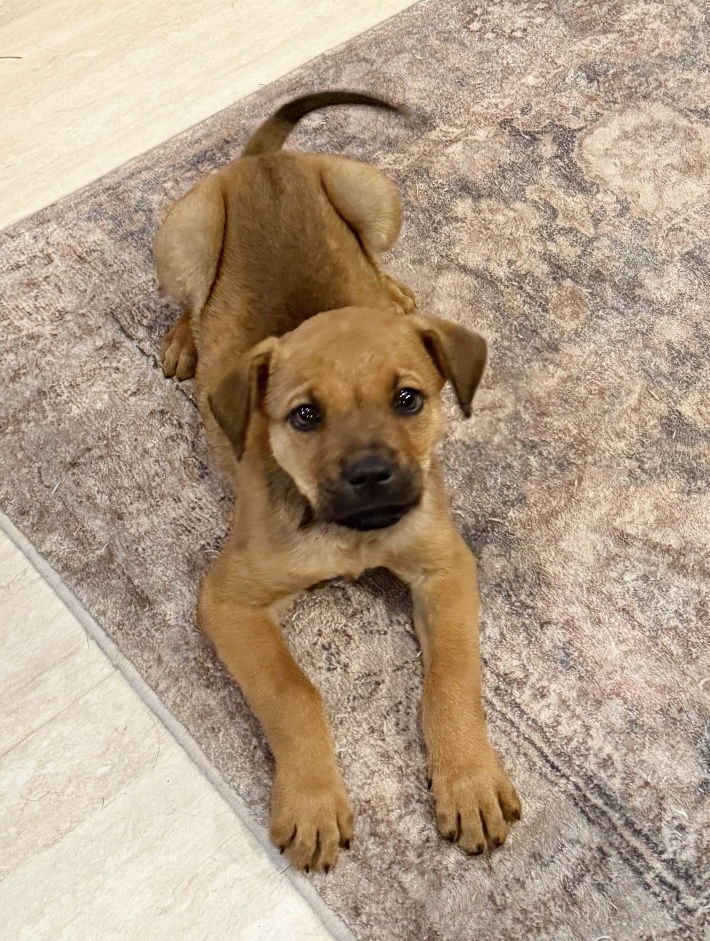 AVERY GRACE LONESTAR - Rhodesian Ridgeback available for adoption