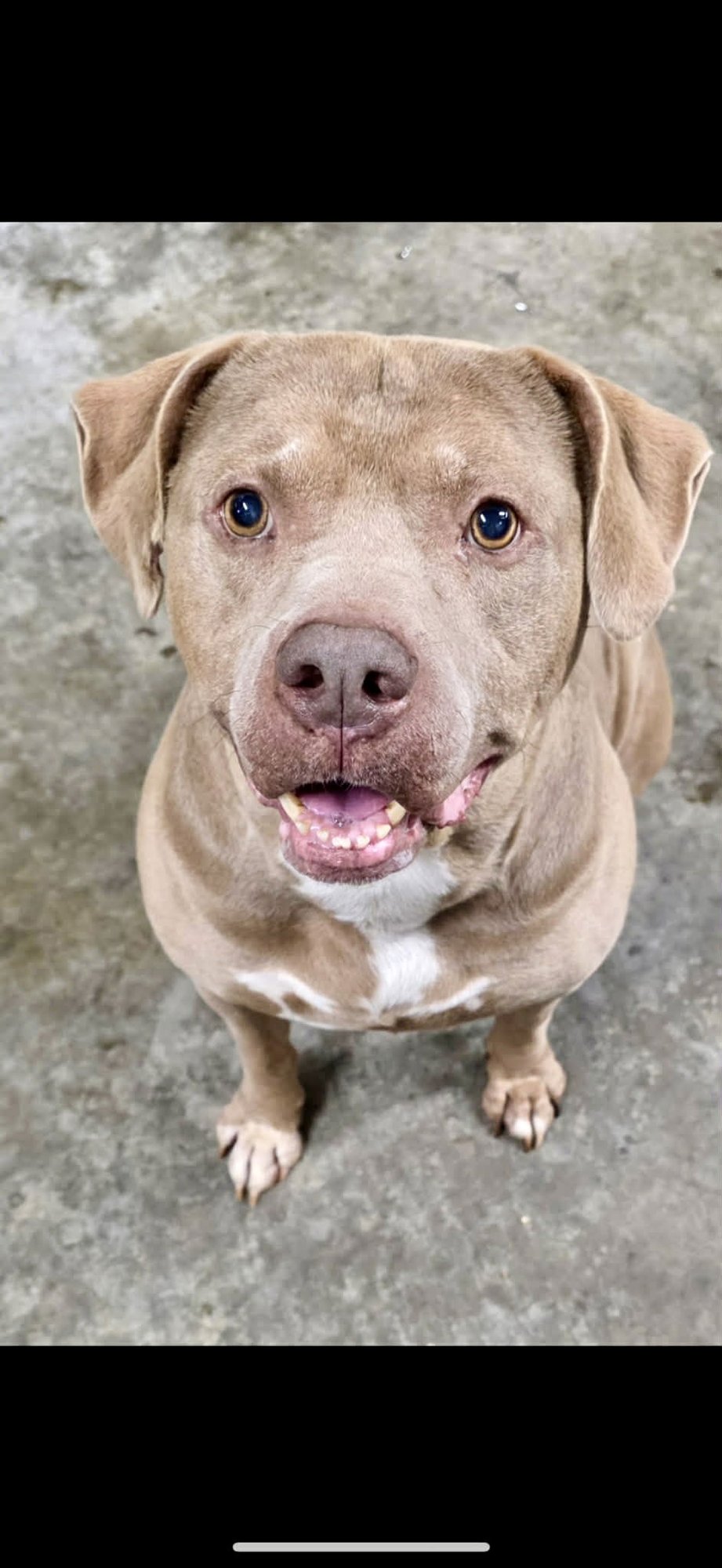 FAT ROCKY BALBOA RDS - American Pit Bull Terrier available for adoption