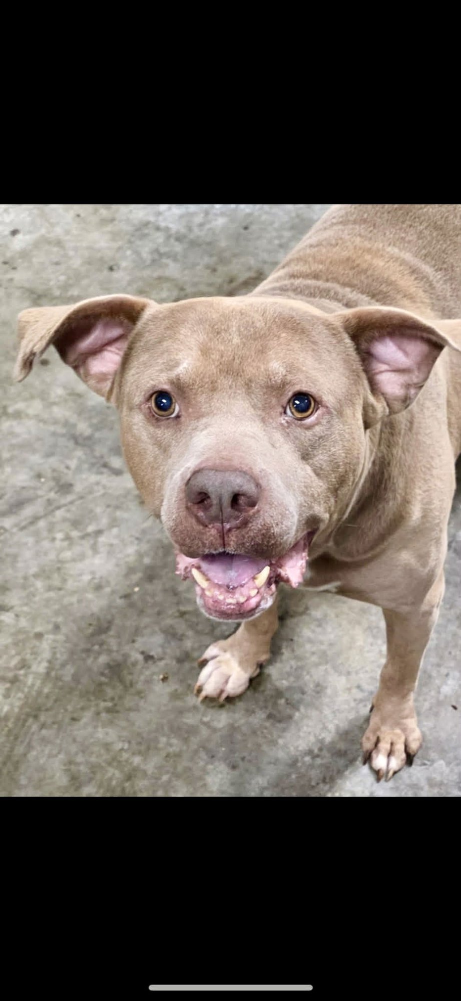 FAT ROCKY BALBOA RDS - American Pit Bull Terrier available for adoption