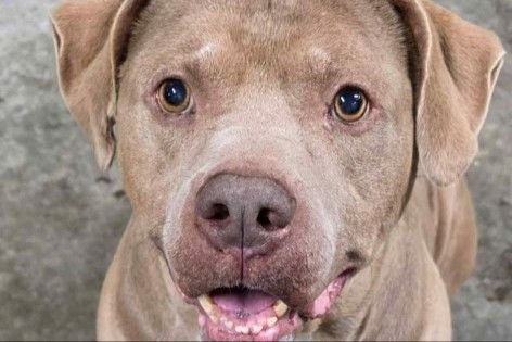 Fat Rocky Balboa RDS - Photo 3