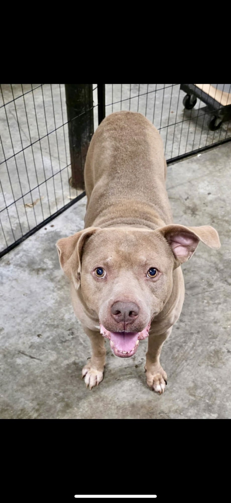 Fat Rocky Balboa RDS - Photo 4