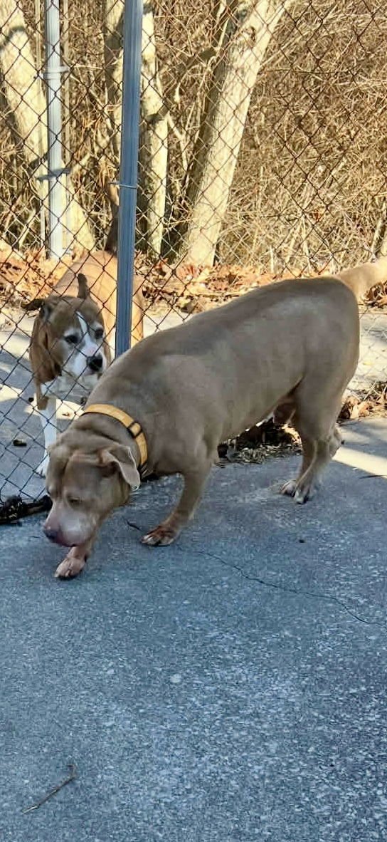 Fat Rocky Balboa RDS - Photo 5