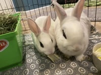 Luna's Saturn RABBIT - Photo 3