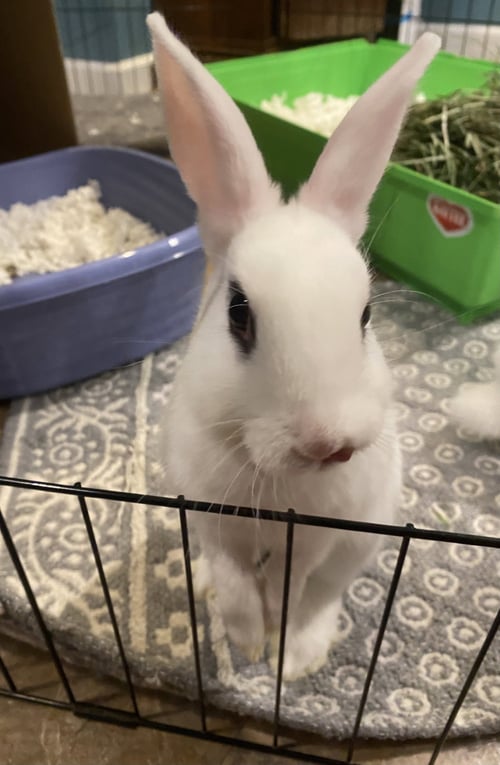 LUNA'S SATURN RABBIT - Hotot available for adoption