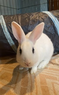 Luna's Saturn RABBIT - Photo 2