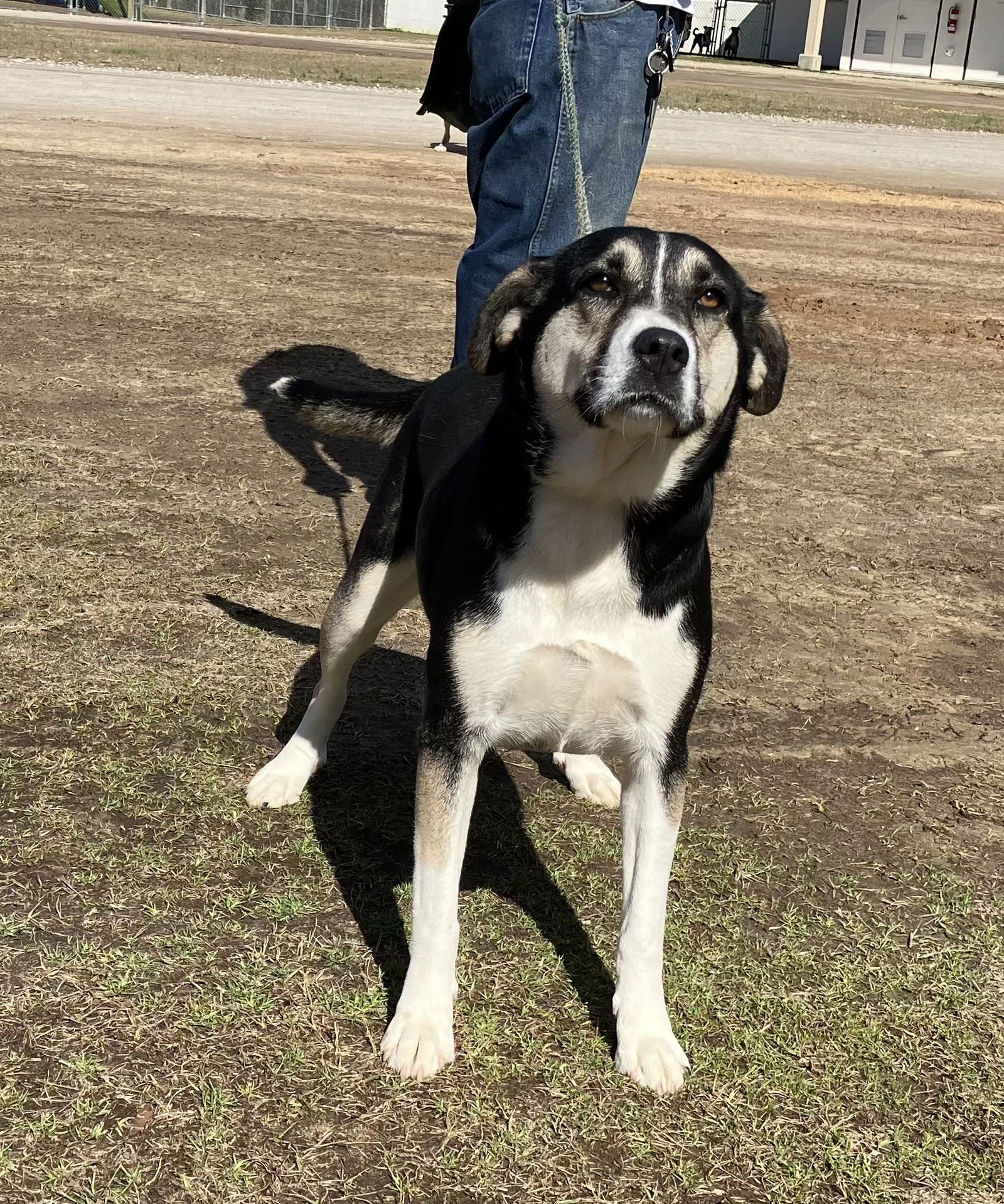 NOVA DIXON - Shepherd / Husky available for adoption
