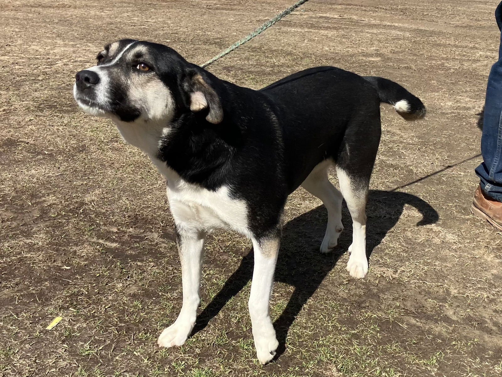 NOVA DIXON - Shepherd / Husky available for adoption