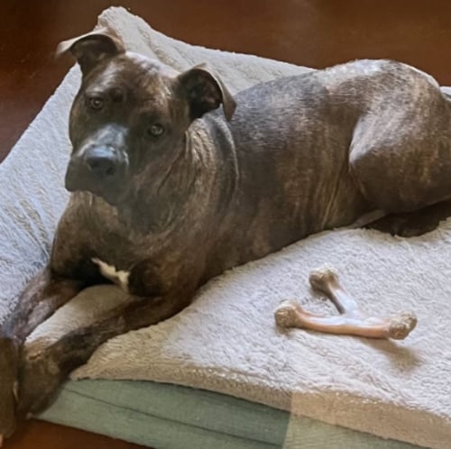 SUMMER LOUISIANA - Pit Bull Terrier available for adoption