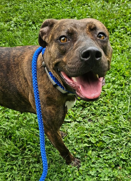 SUMMER LOUISIANA - Pit Bull Terrier available for adoption