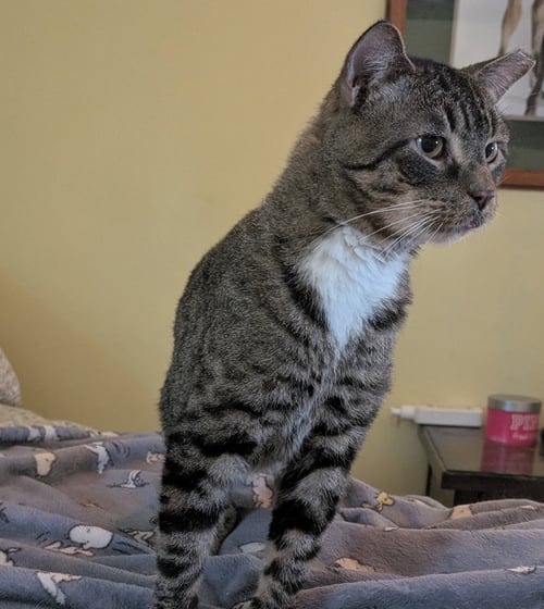 FARGO RM - Domestic Short Hair available for adoption