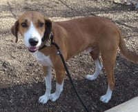 Pongo Beaufort - Photo 11