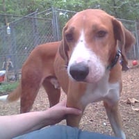Pongo Beaufort - Photo 13