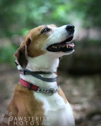 Pongo Beaufort - Photo 6