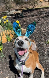 Pongo Beaufort - Photo 2
