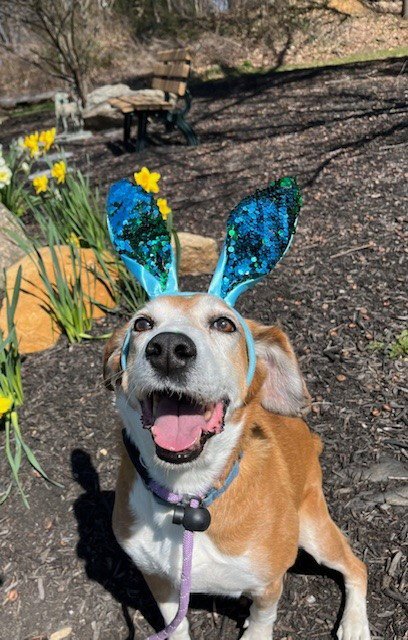 PONGO BEAUFORT - Retriever / Hound available for adoption
