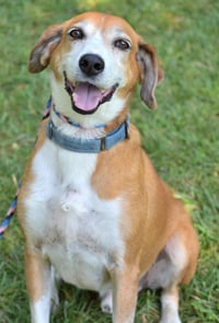 Pongo Beaufort - Photo 4