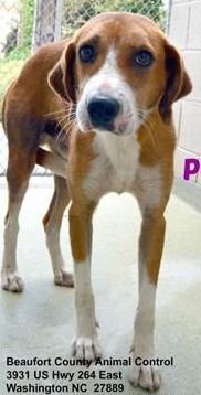 Pongo Beaufort - Photo 20