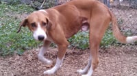 Pongo Beaufort - Photo 18