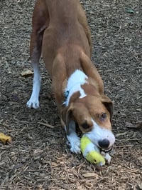 Pongo Beaufort - Photo 17