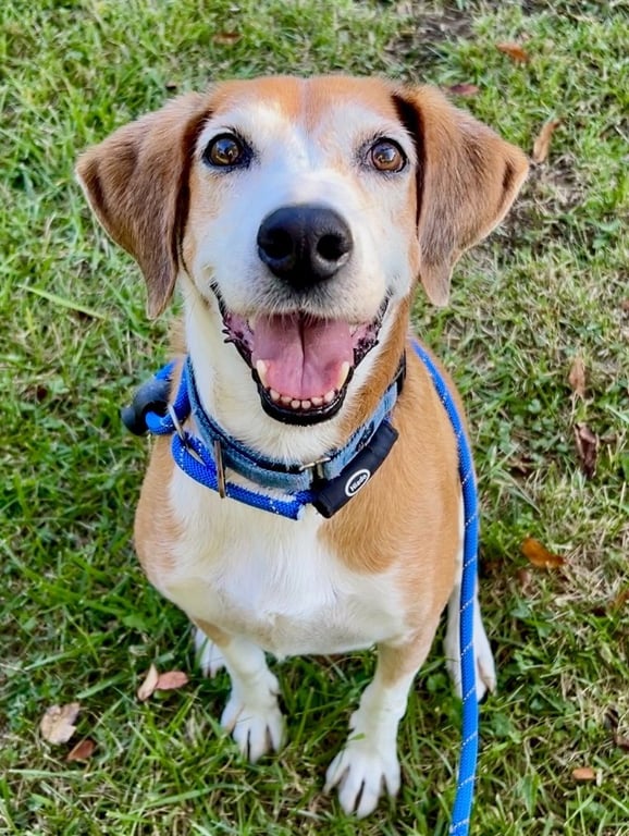 Pongo Beaufort Image