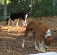 Pongo Beaufort - Photo 21