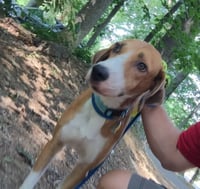 Pongo Beaufort - Photo 19