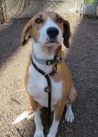 Pongo Beaufort - Photo 12