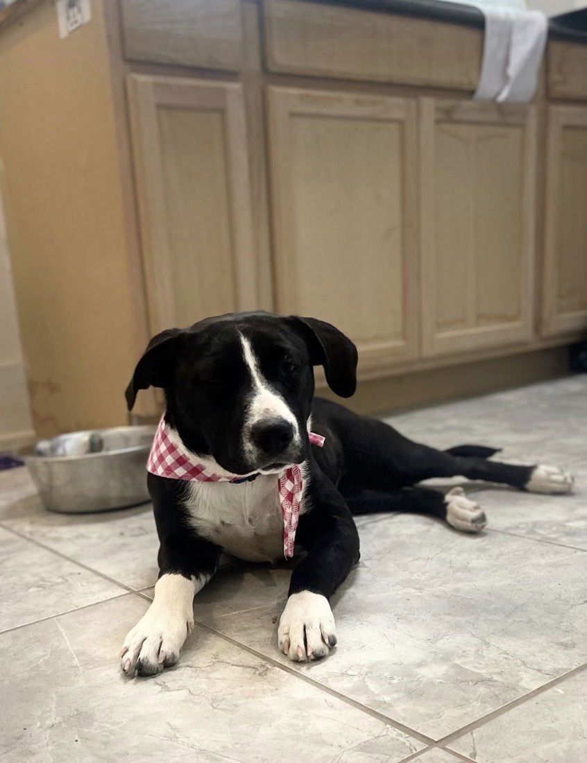 OLIVE LONESTAR - Labrador Retriever available for adoption